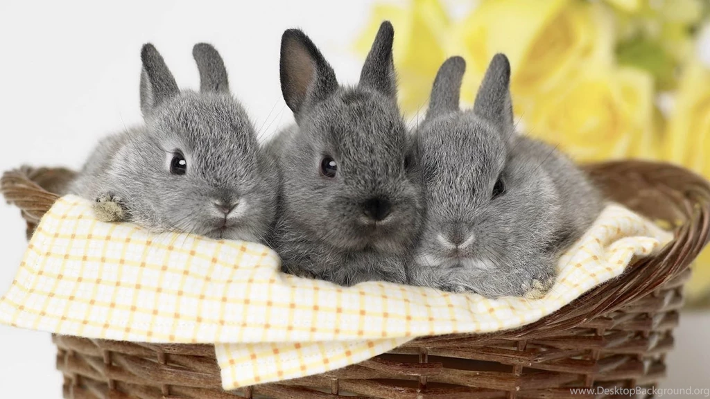 Latast Rabbit HD Wallpapers Free Download