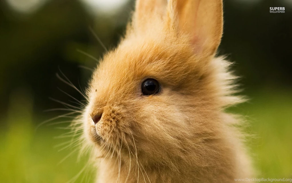 Rabbit Wallpapers Animal Wallpapers