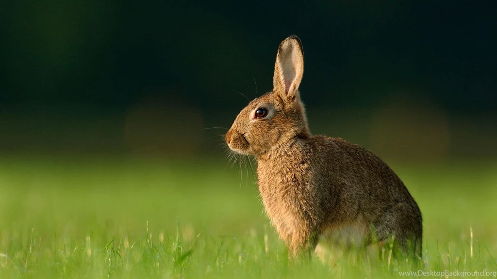Wild Rabbits Wallpaper.