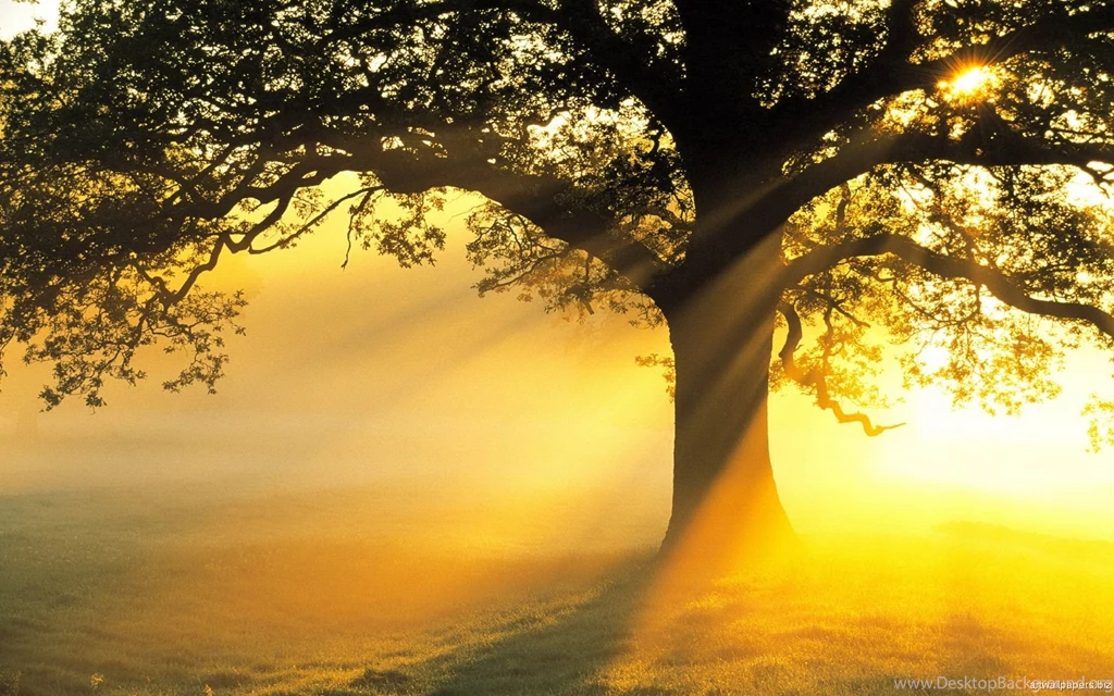 Sunshine Wallpapers