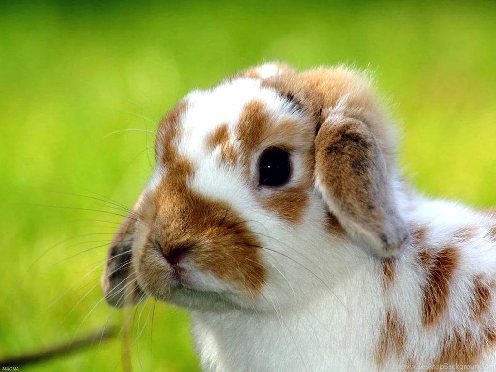 Desk Top Wallpaper, Rabbit