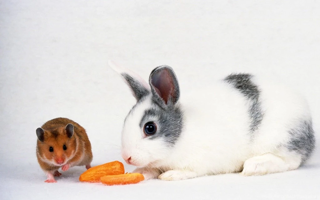 Wild Rabbit In Forest Wallpapers For Desktop Zibrato