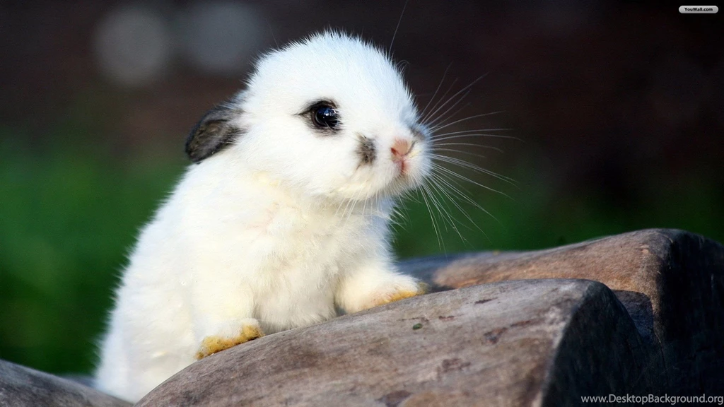 Bunny search/bunny_rand.html At Master · Richardsun29/bunny search ...