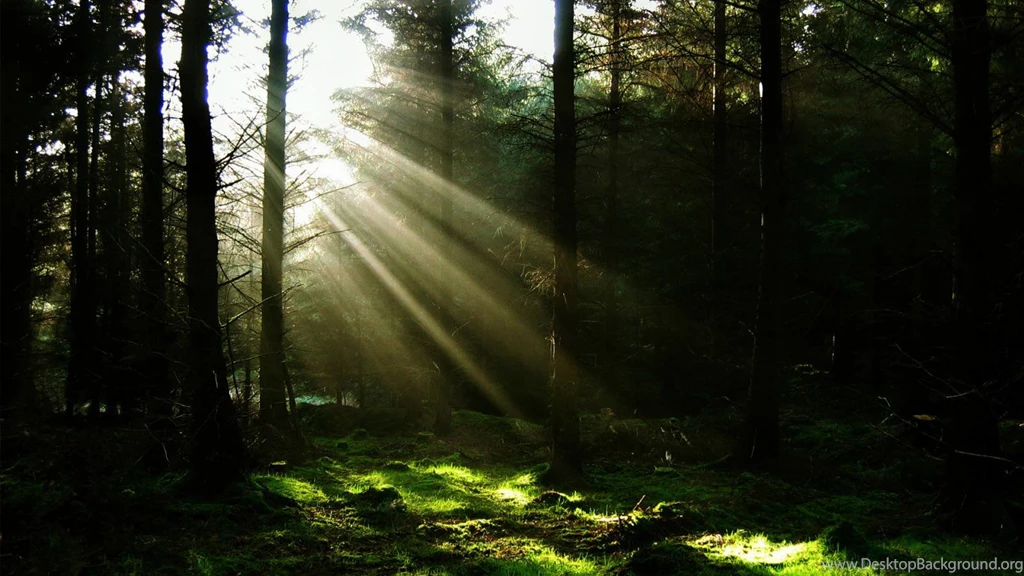 Nature Forest Sunshine Wallpapers (