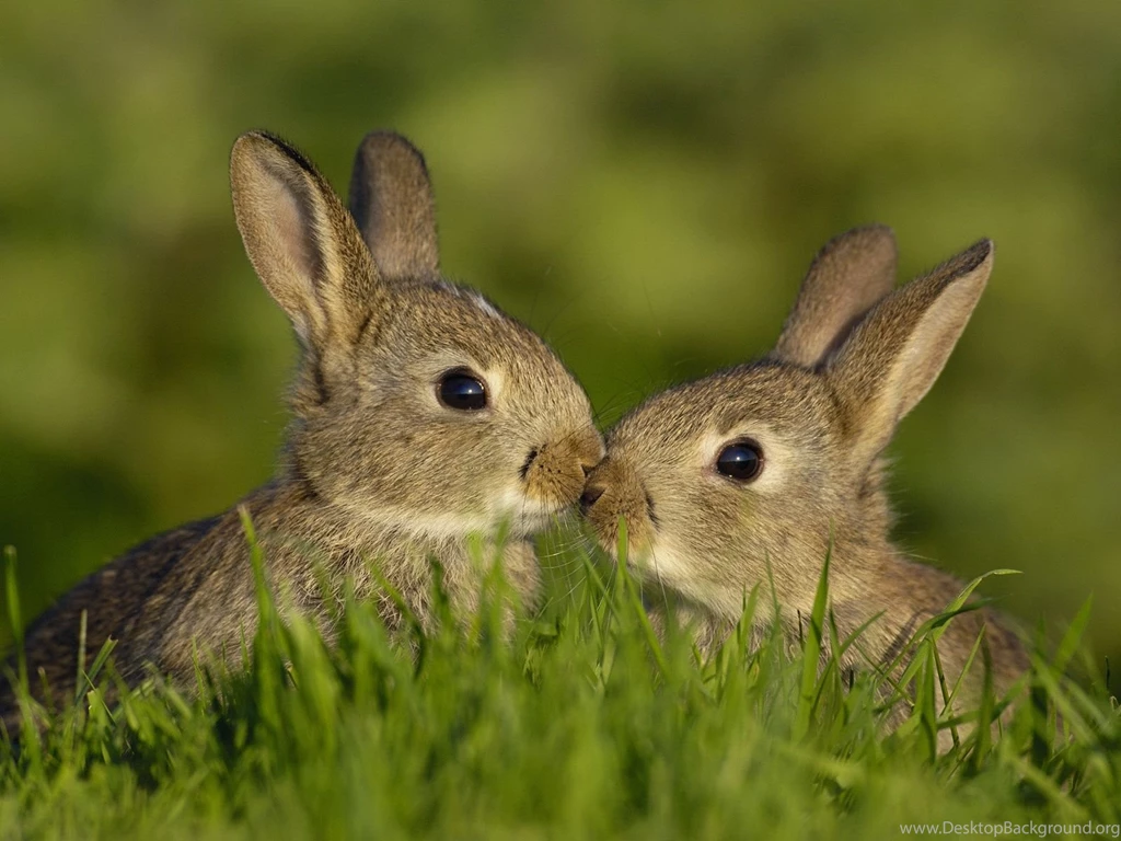 Wallpapers Rabbit, Grass, Bunny, Kiss Desktop Wallpapers » Animals ...