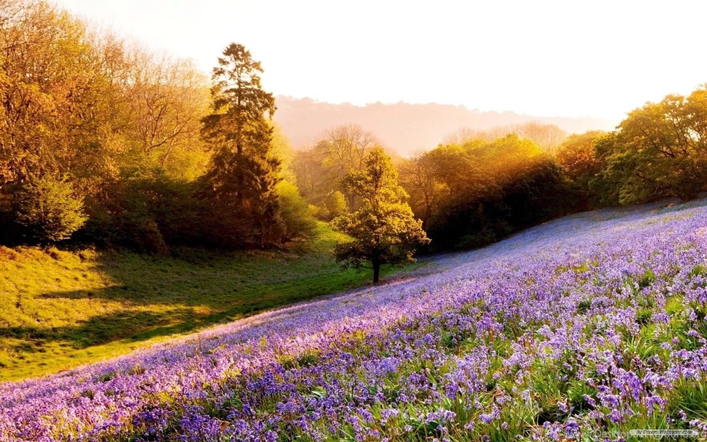 Nature Sunshine Wallpapers HD