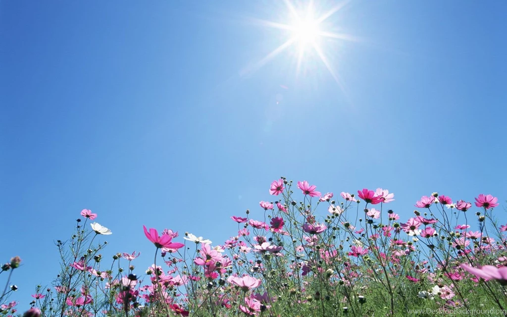 11 Cosmos Under Blue Sky Cosmos Flower Under Sunshine Wallpapers ...