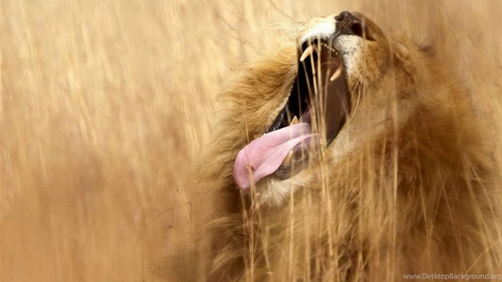 Lion Abstract Wallpapers HD
