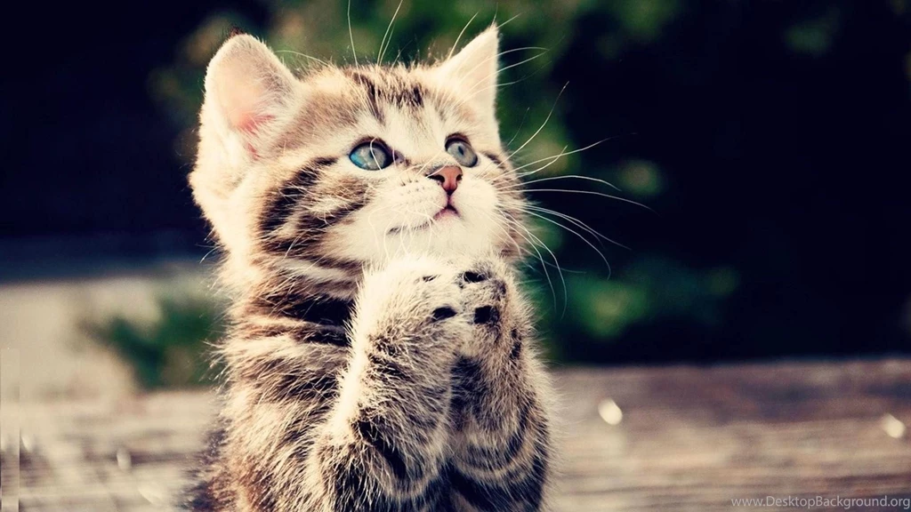 Tabby Cat Desktop Wallpapers