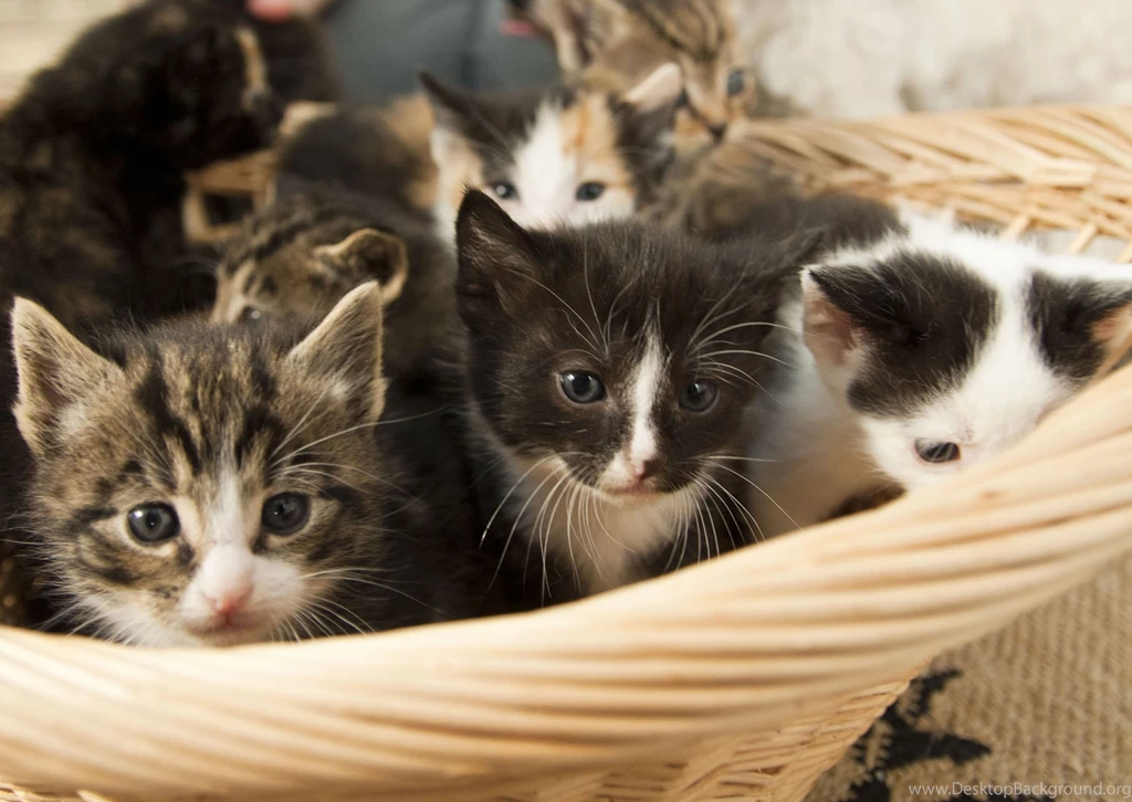 Hd Cat Wallpapers, Kitten Images, Free Cat Images, Claw, Hairy ...