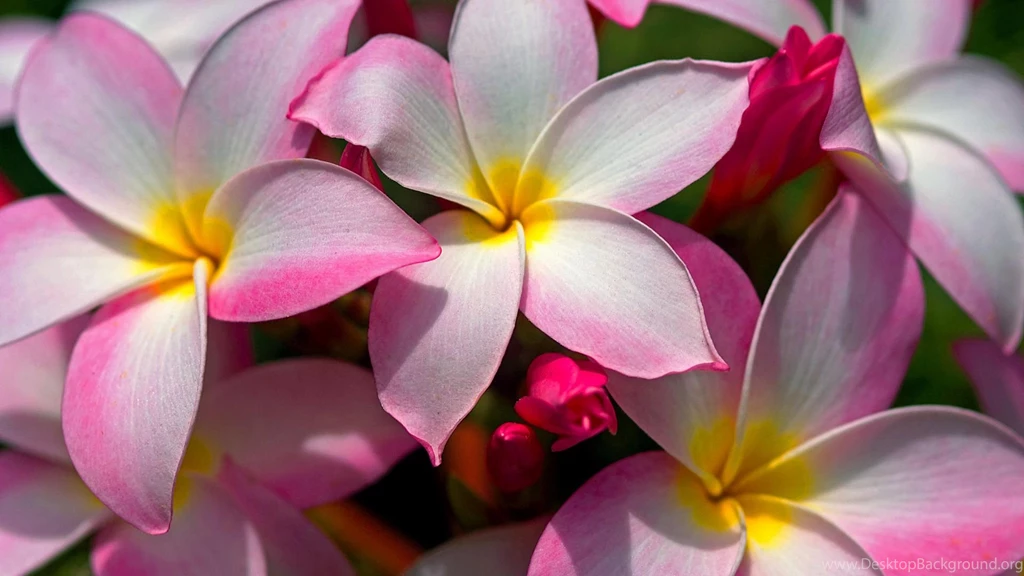Beautiful Hawaiian Plumeria Flowers.jpg