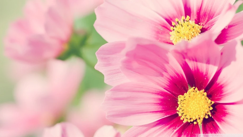 Gallery Nature Wallpapers