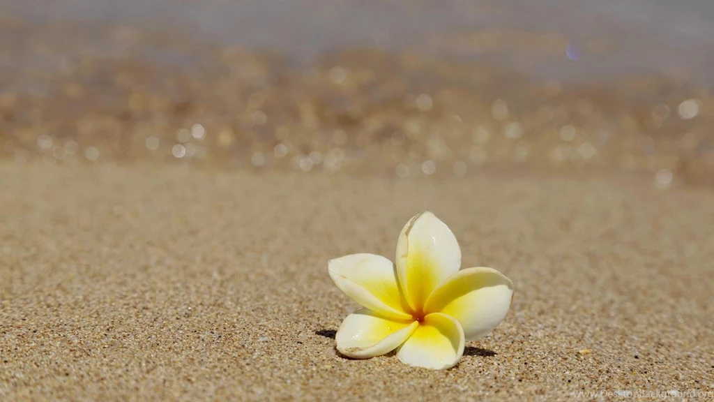 Beautiful Frangipani Plumeria Tropical Flower On Sandy Beach ...