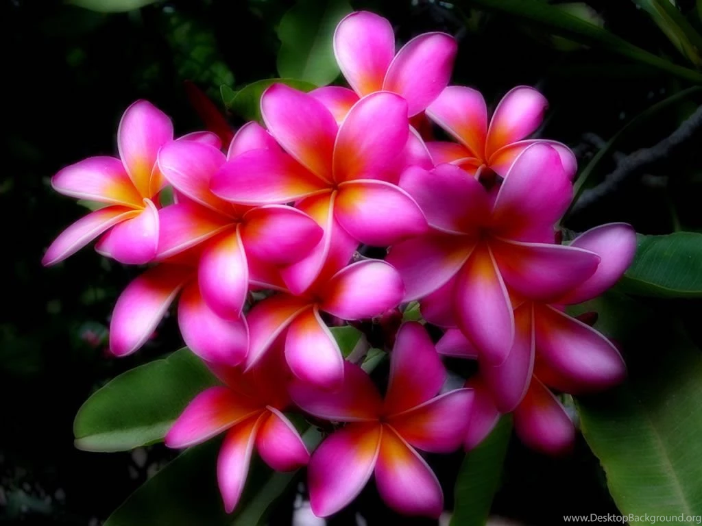 Hawaiian Flowers Hawaii Flowers