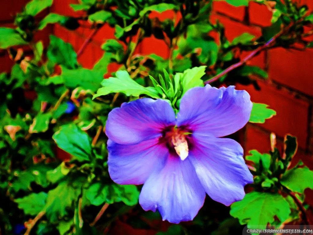 Flowers Hawaii Wallpapers Crazy Frankenstein