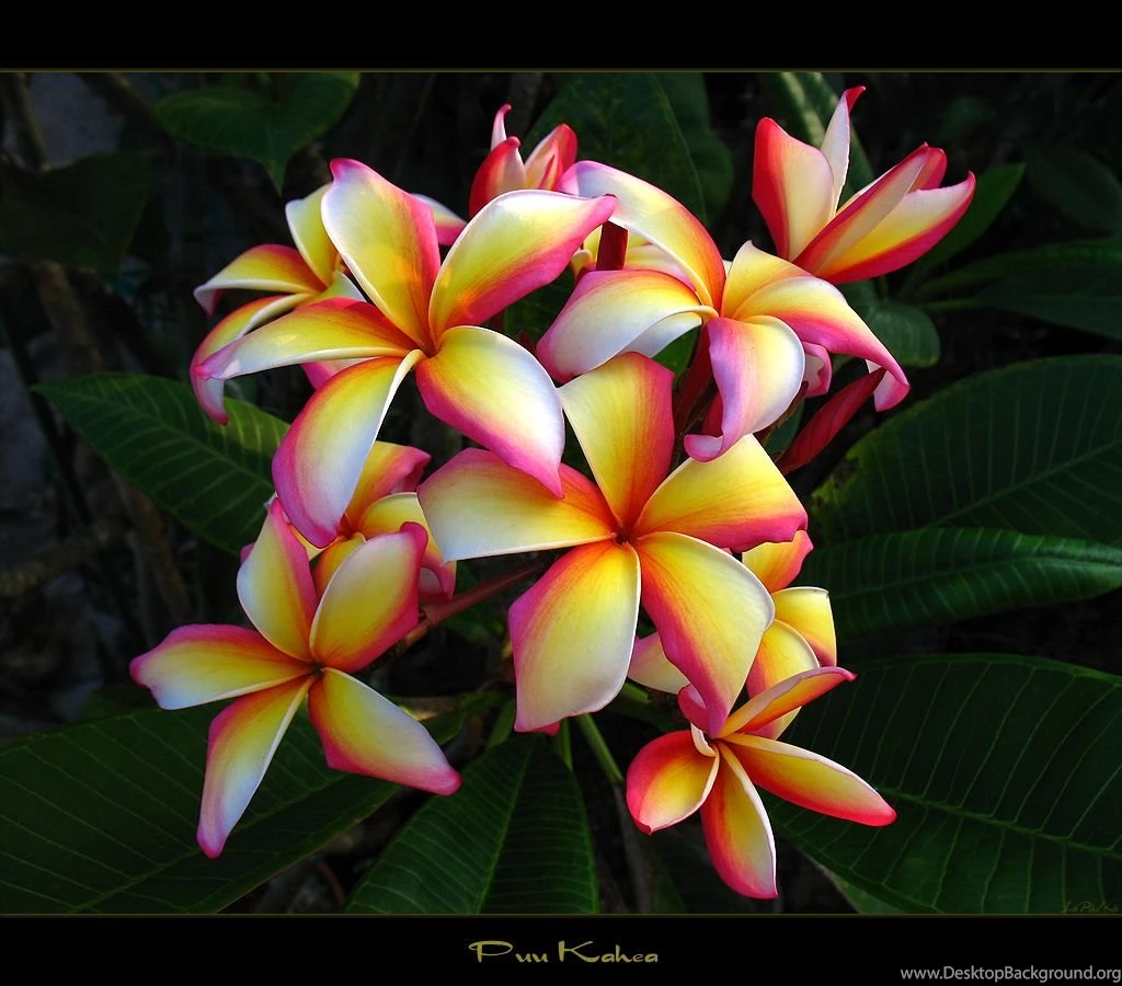 Hawaii Flowers Pictures HD Wallpapers Lovely
