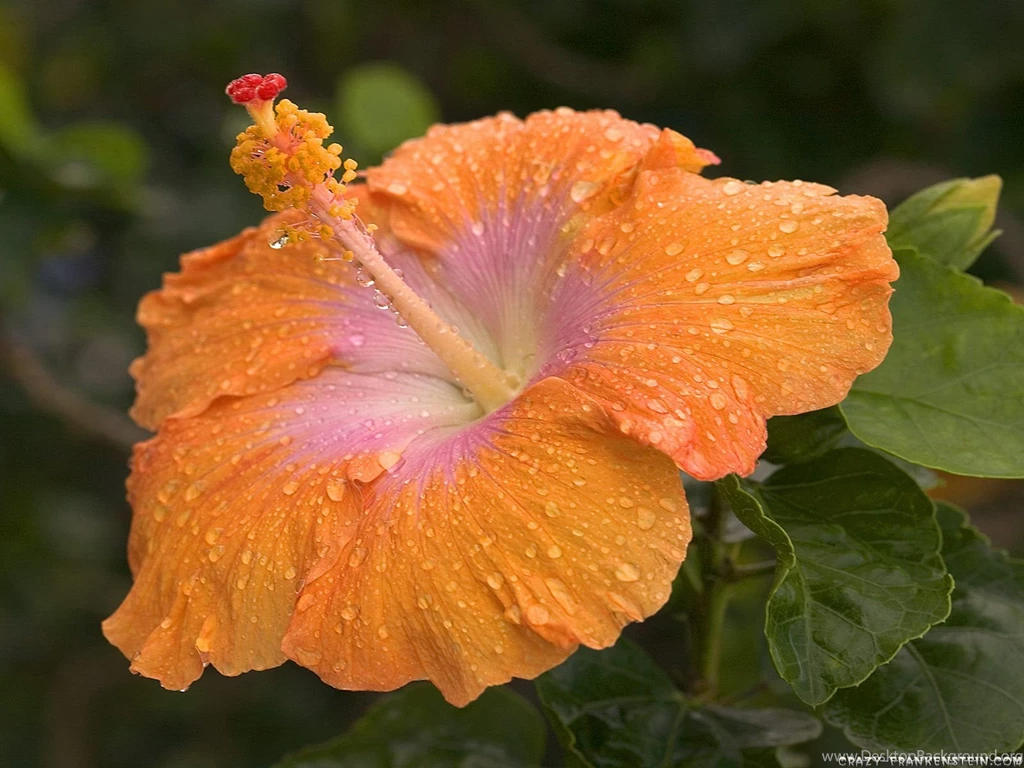 Hibiscus Flower Wallpapers Crazy Frankenstein