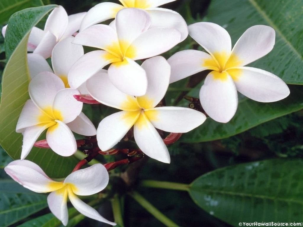 Hawaiian Flower Pictures   Wallpapers HD Wide