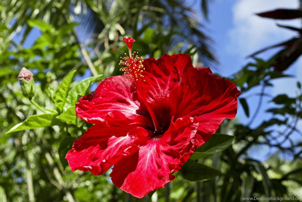 Tropical Flower Red Hibiscus In Hawaii Polynesia (