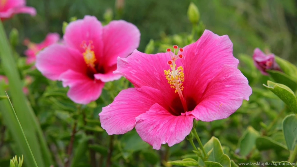 Hawaii Hibiscus Pink Flowers Wallpapers