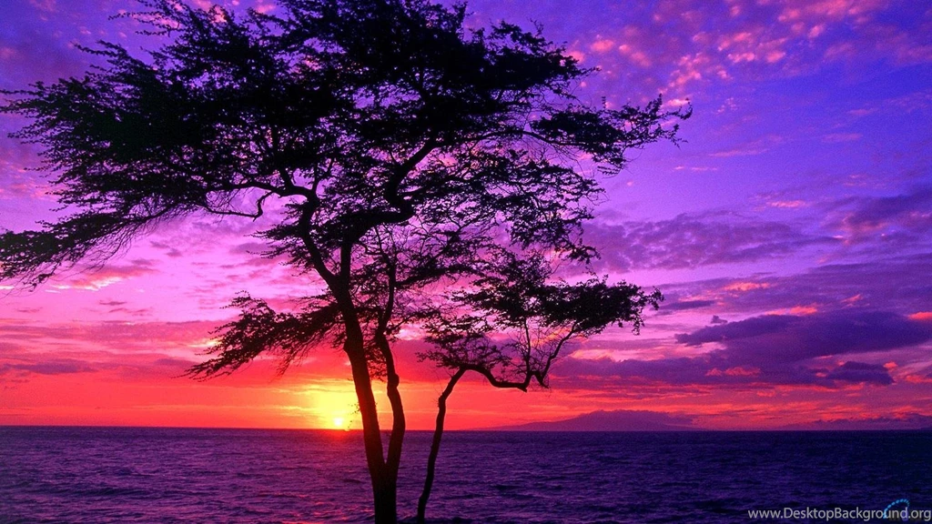 Download Wallpapers Kiawe Tree At Sunset, Wailea, Maui, Hawaii ...