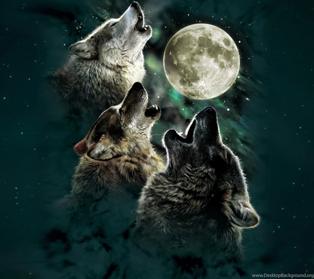 Other Wolves Moon Stars Wolf Wallpapers Pictures Free Other For Desktop Background