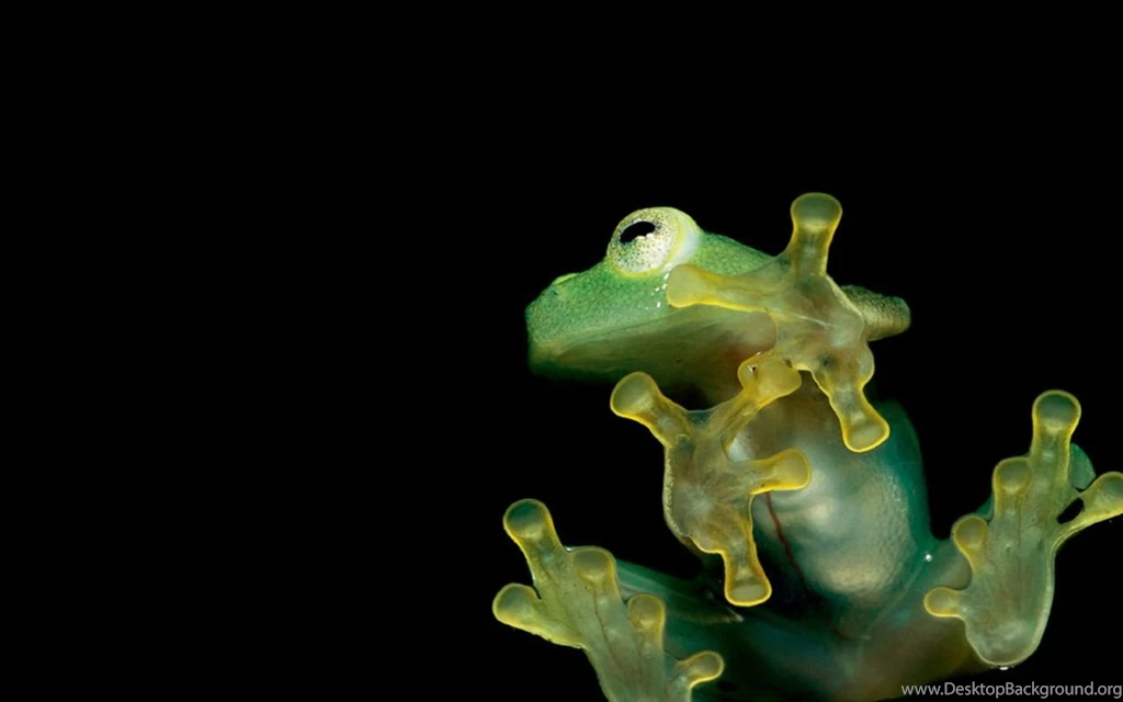 1 Golden Poison Dart Frog HD Wallpapers