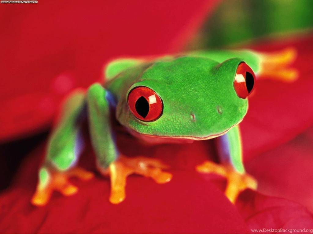 Red Eyed Tree Frogs Tree Frogs Wallpapers (11755526) Fanpop