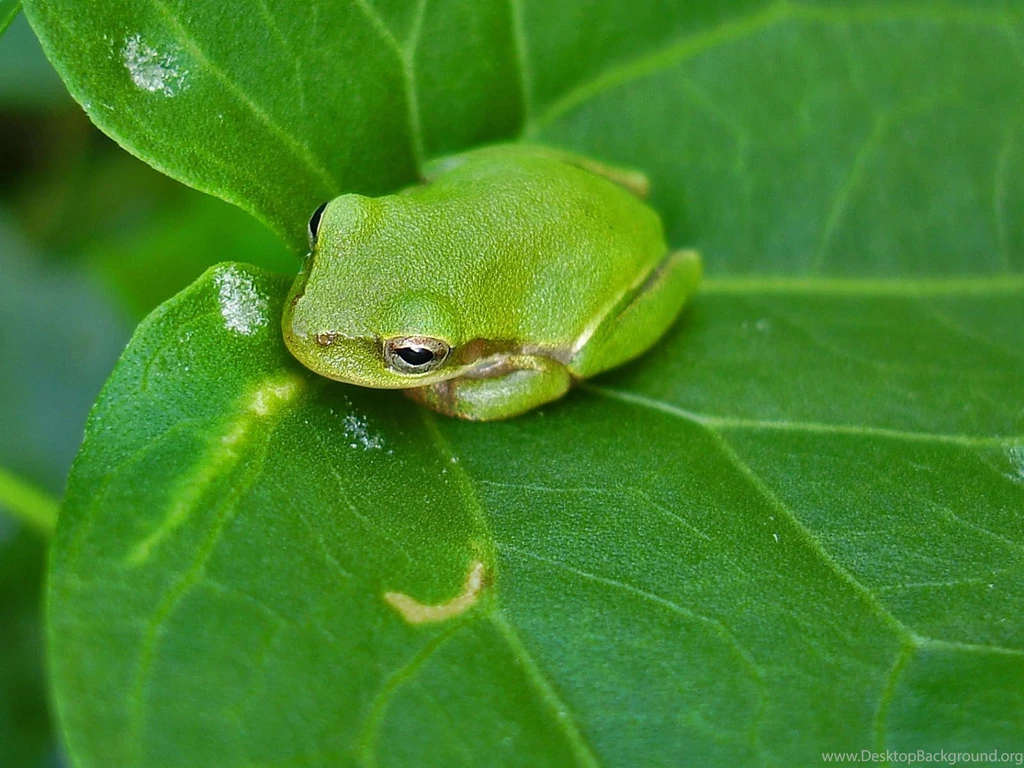 New blog pics: Frog Wallpapers For Iphone