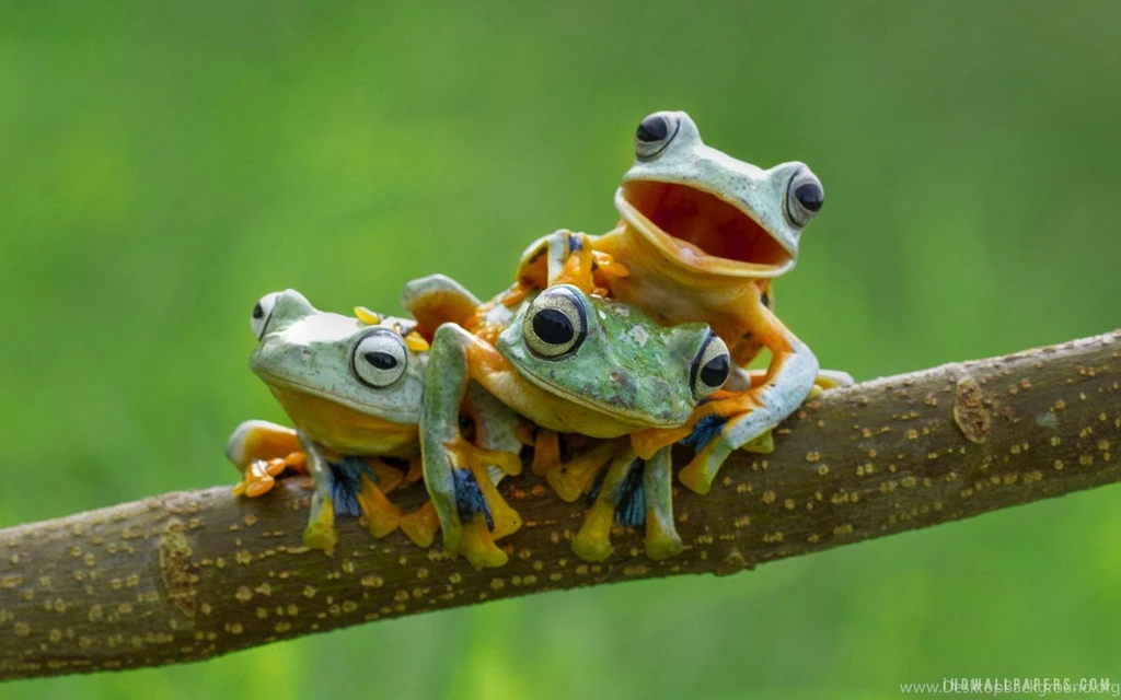 Black Webbed Tree Frogs HD Wallpapers IHD Wallpapers