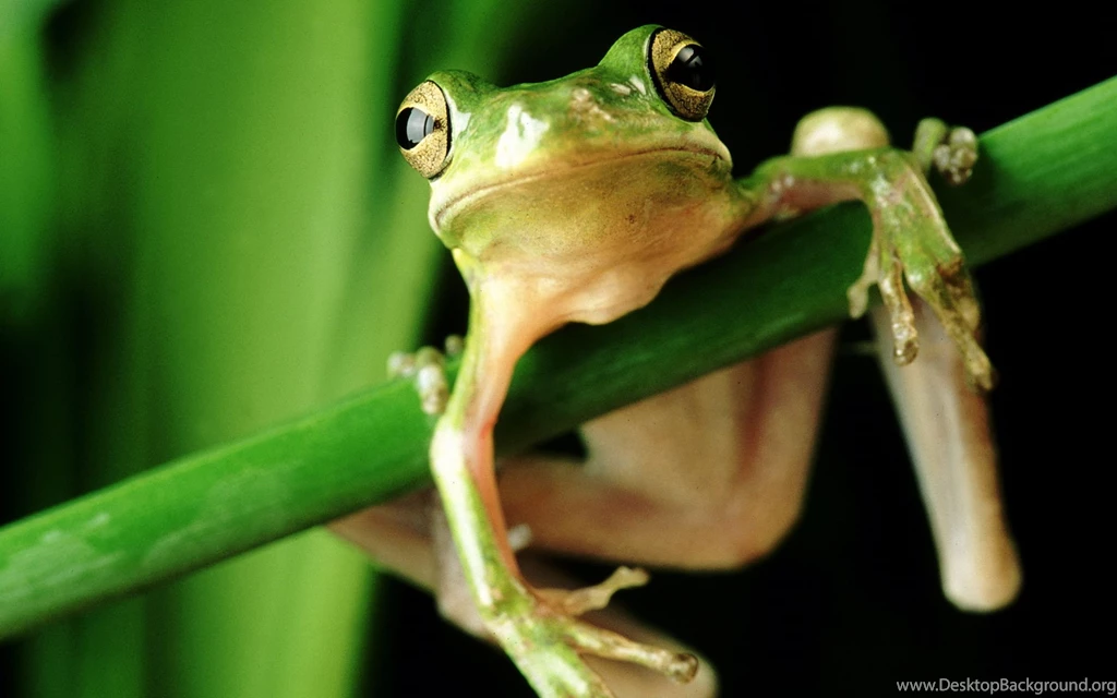 Frog Computer Wallpapers, Desktop Backgrounds