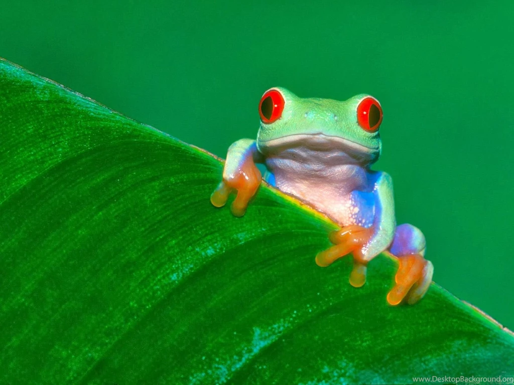 Frog Wallpapers HD Beautiful Desktop Wallpapers 2014