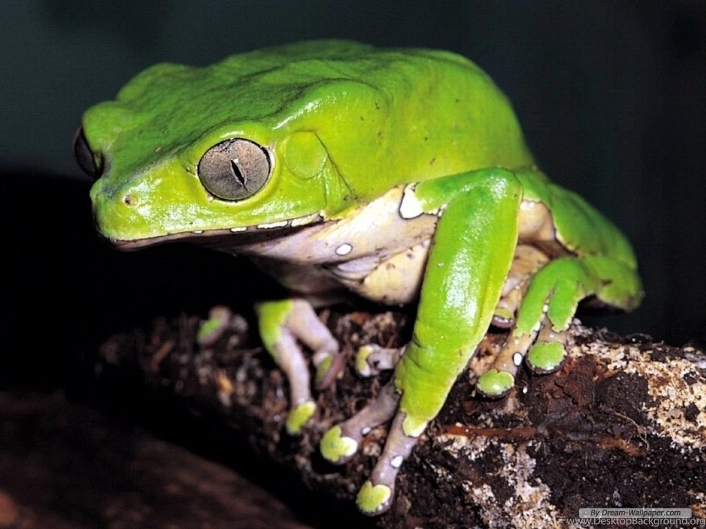 Frog Wallpaper!   Frogs Wallpapers (7018136)   Fanpop