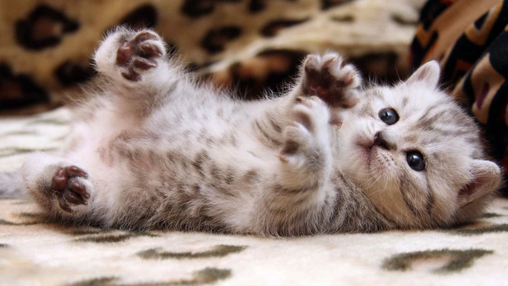Free Cat Wallpapers For Desktop Wallpapers Cave