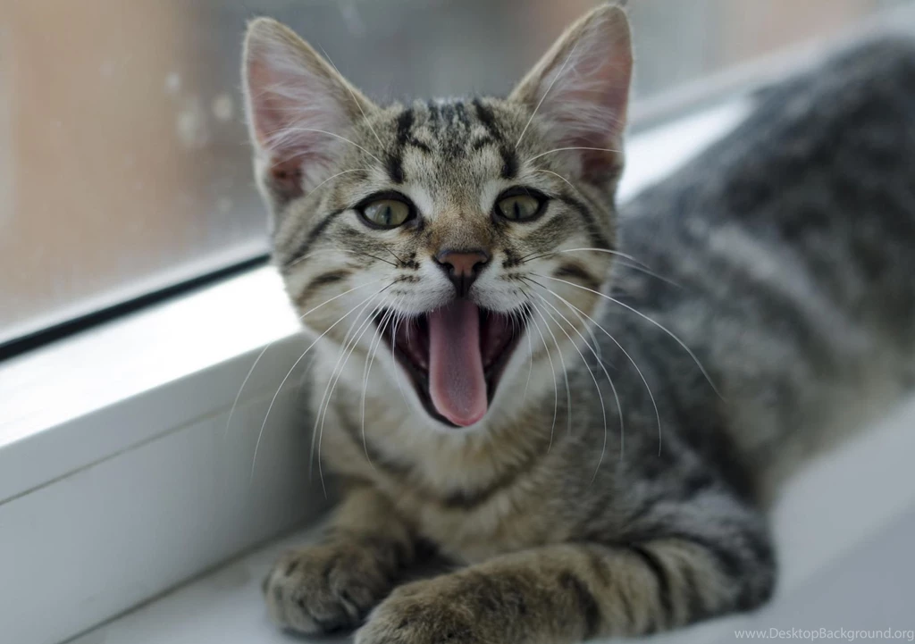 Hd Cat Wallpapers, Free Cat Images, Claw, Hairy, Animal Desktop ...