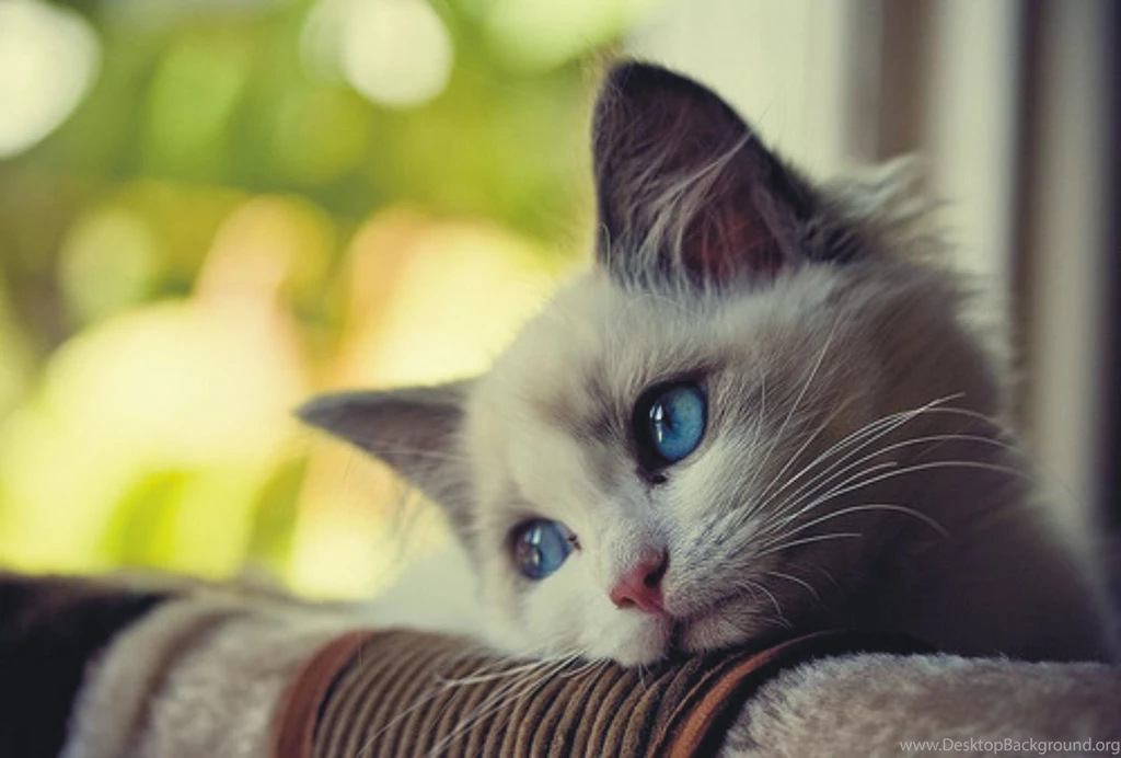 Sad Cat Wallpaper.jpg