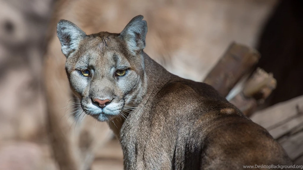 Full HD 1080p Puma Wallpapers HD, Desktop Backgrounds 1920x1080
