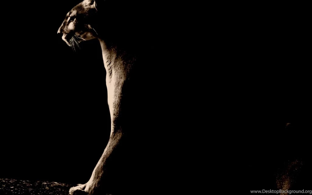 PUMA IN SHADOW WALLPAPER (