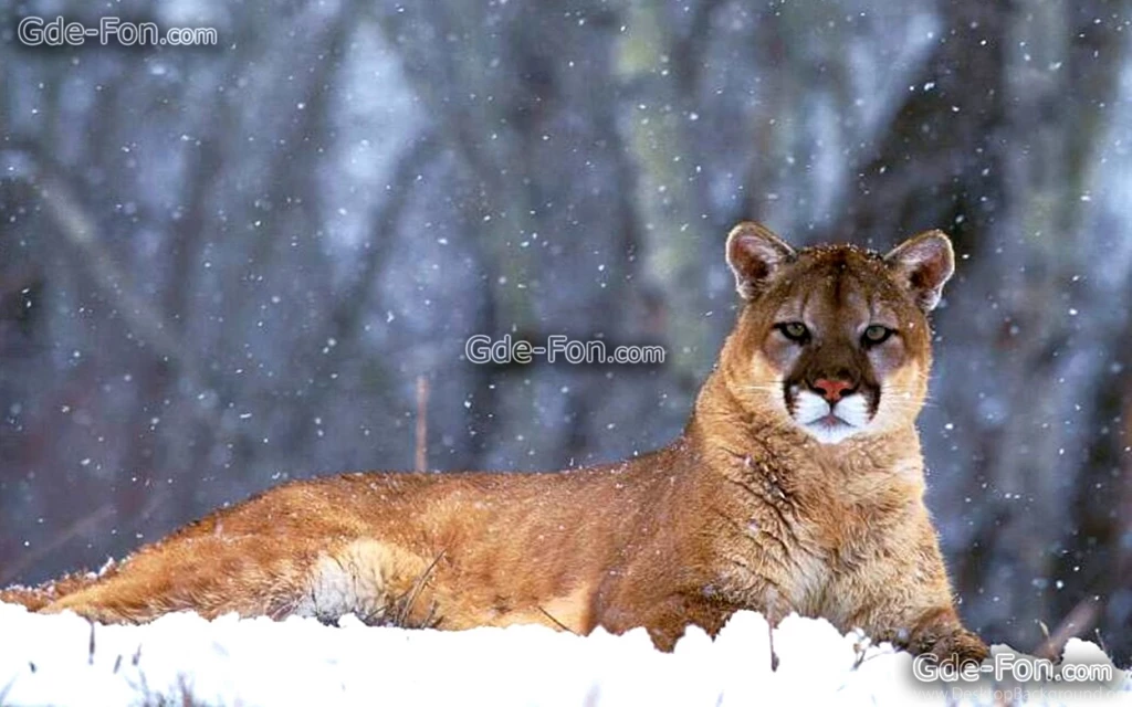 Puma Animal 16 Desktop Wallpapers Hivewallpaper.com