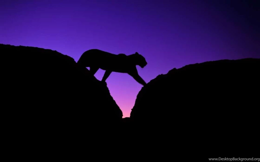 Download Mobile Wallpaper: Animals, Puma, Free. 24639.
