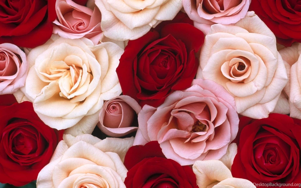 Pink And Red Roses Backgrounds