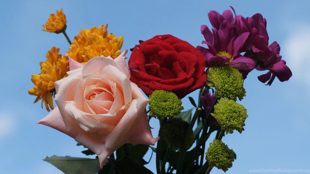Pink red rose dsc00548 hdtv.jpg