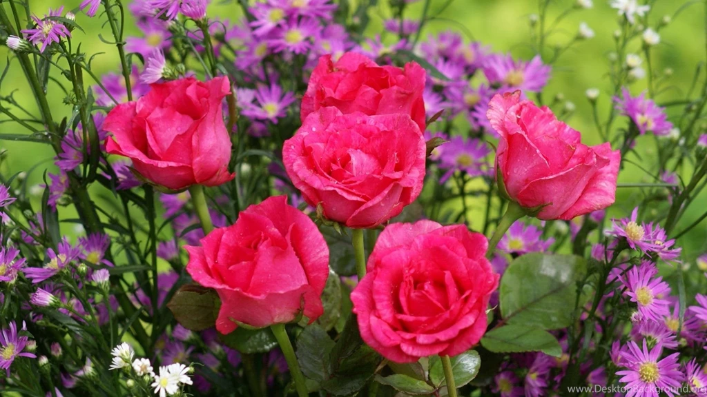 Pink_roses dsc02118 a1.jpg
