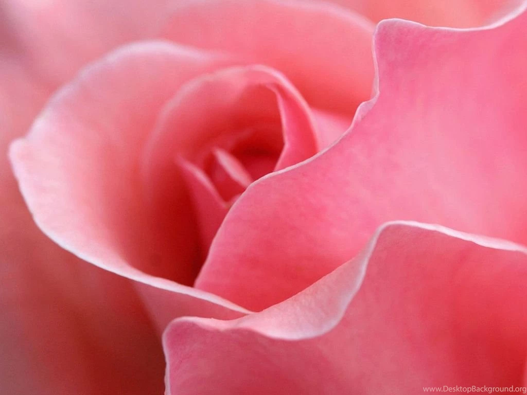 Beautiful Pink Roses Pictures Pink Wallpapers Designs