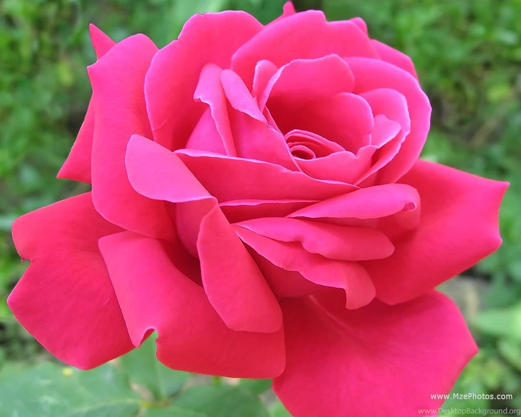 Pink Rose Wallpapers Wallpapers Cave