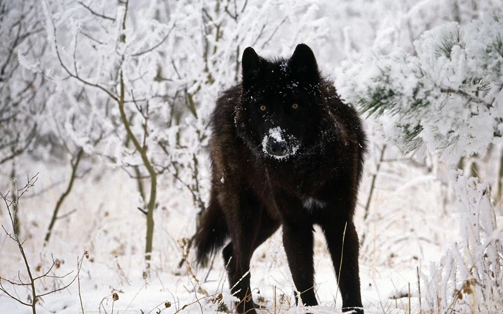 Black Wolf Wallpapers Wallpapers Cave