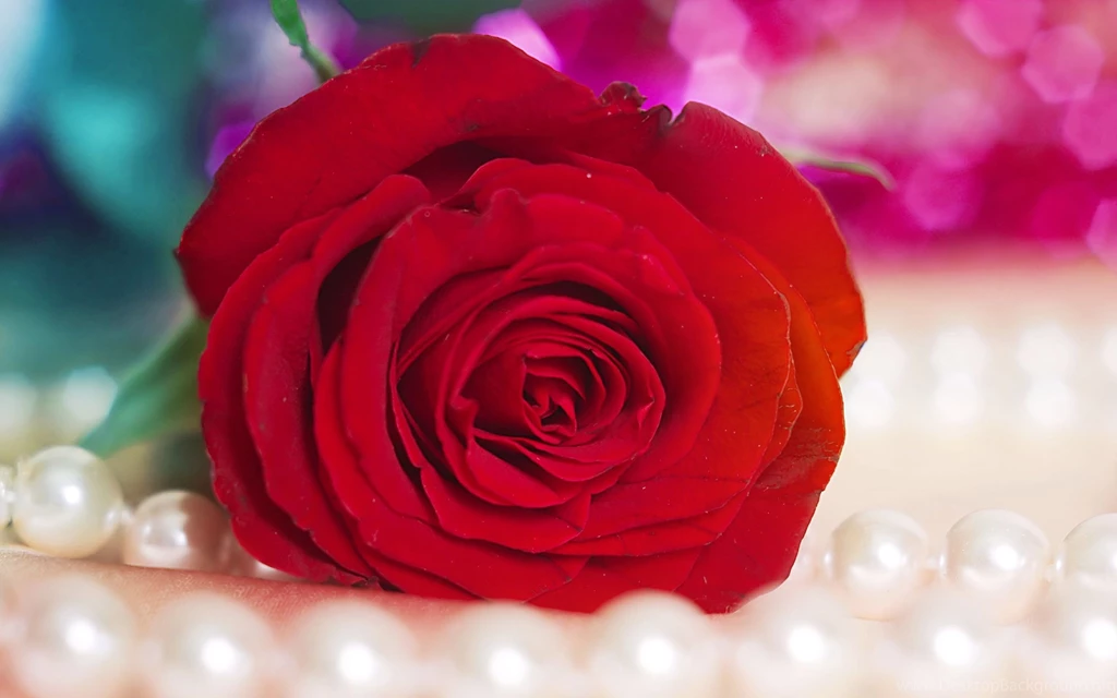 Cool Pink Rose
