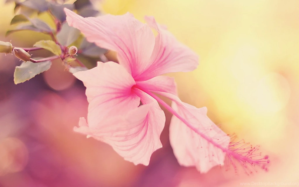 Download Hibiscus Wallpapers HD 4406 1920x1200 Px High Resolution ...