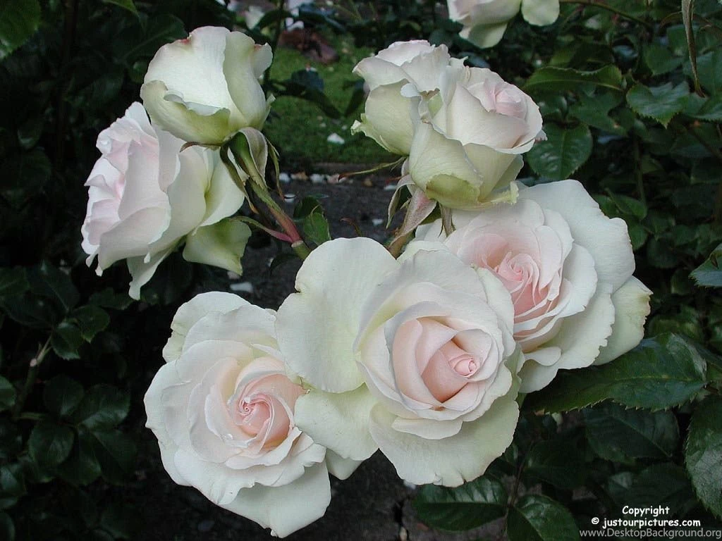Just Our Pictures Roses ~ Rose Pictures For Background/Wallpapers