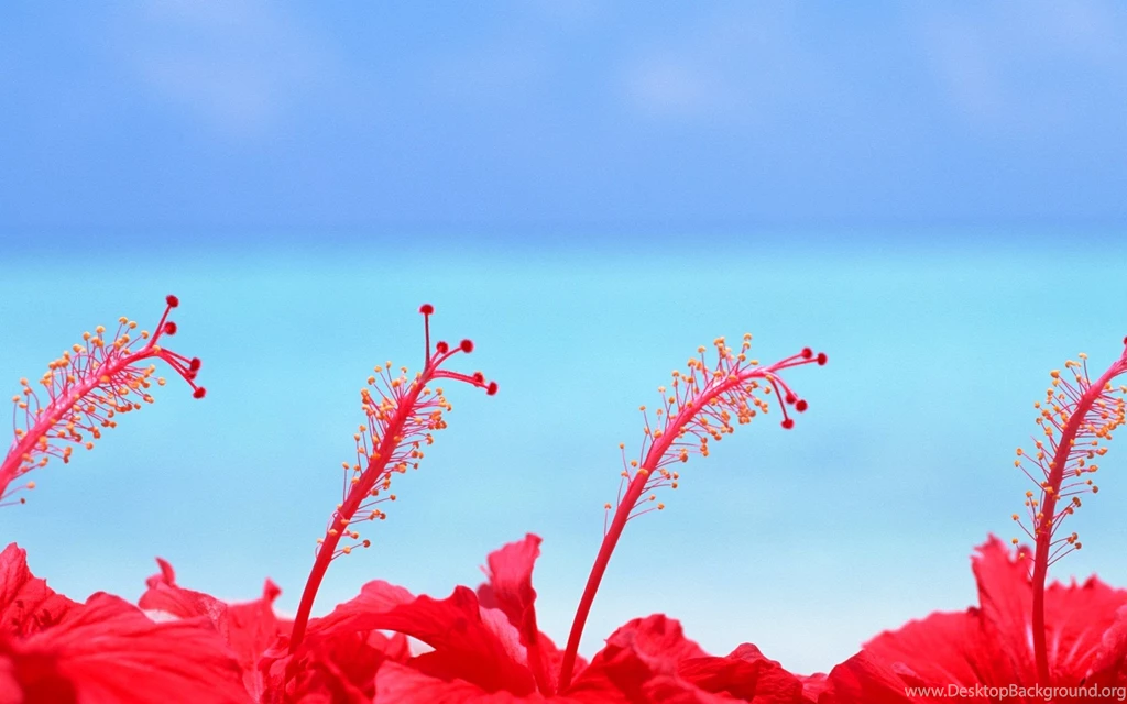 Hibiscus Wallpapers